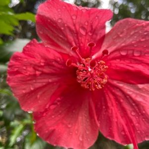 Meet your Posher, Chloe